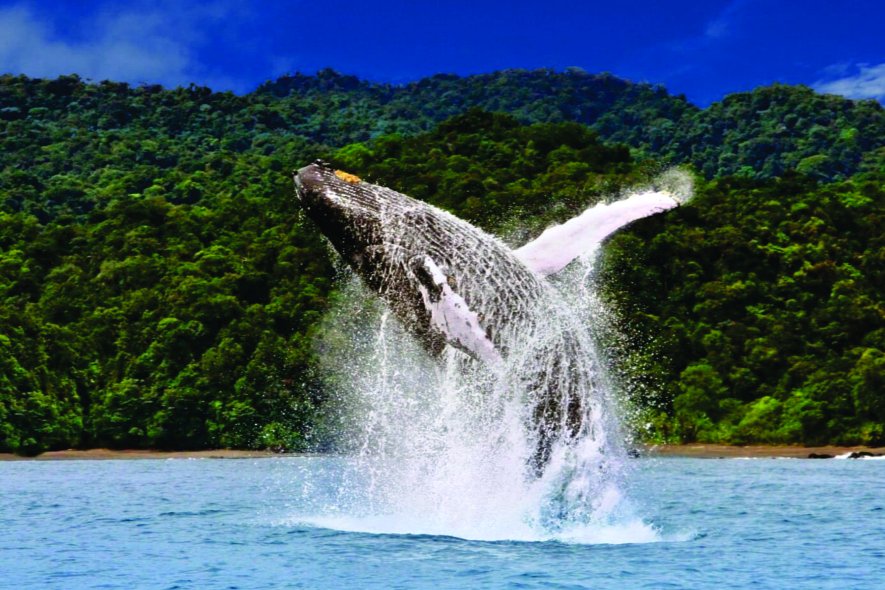 IM-1-Galeria-Plan-Bahia-Solano-Ecolodge-El-Almejal-Agencia-de-Viajes-Suroeste-Travel